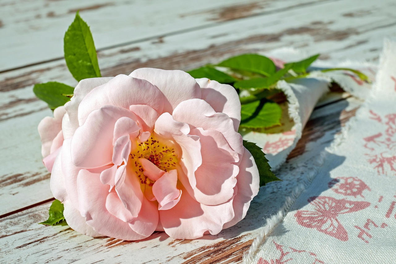 rose-2378156-1280-692af993cffe5966943071.jpg