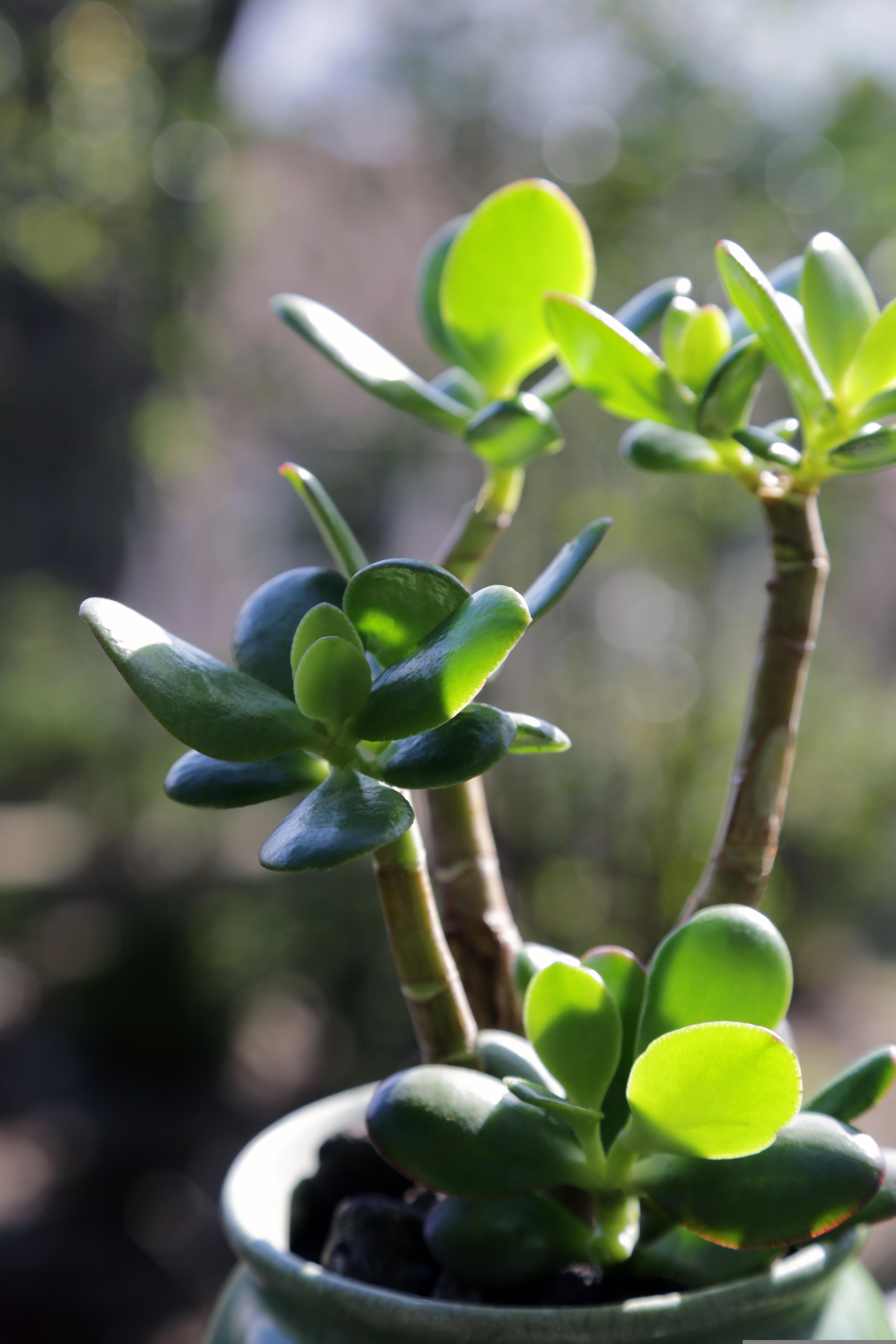 dyturge-jade-plant-6569195-6ab2778cf0704267759206.jpg